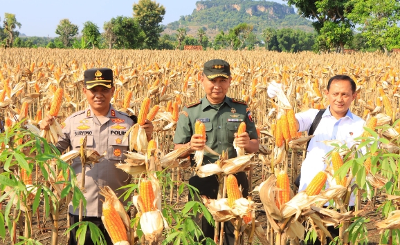 Dukung Produksi Pangan, Satgas Pangan Polri Dampingi Dirjen Tanaman Pangan Kementan Panen di Tuban