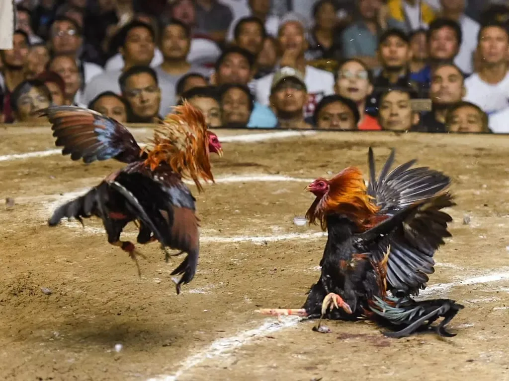 Warga Desa Kendal Rejo Kabupaten Trenggalek, Resah Dengan Adanya Judi Sabung Ayam dan Dadu : Kemana Pak Polisi Penegak Hukum