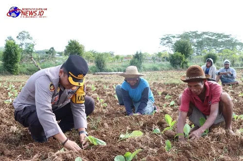 Polres Sumenep Dukung Peningkatan Ekonomi Petani Melalui Kegiatan Menanam Tembakau Bersama Masyarakat