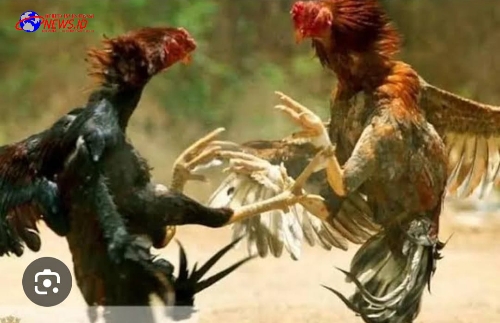 Ramai di Berbagai Media Sosial, Sabung Ayam Ratusan Juta Akan Digelar di Talun Blitar Besok, Kapolres Harus Bertindak Tegas