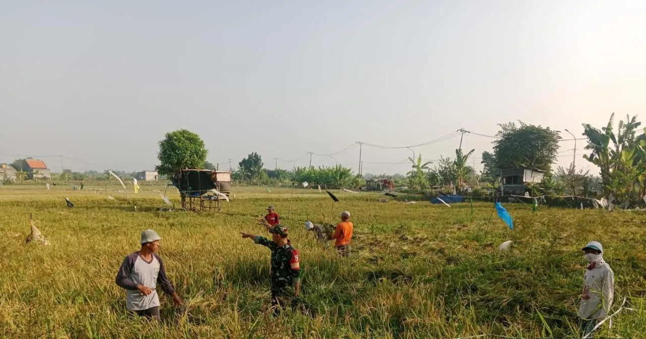 Babinsa Hanpangan Koramil 0830/06 Benowo Dampingi Petani Panen Padi