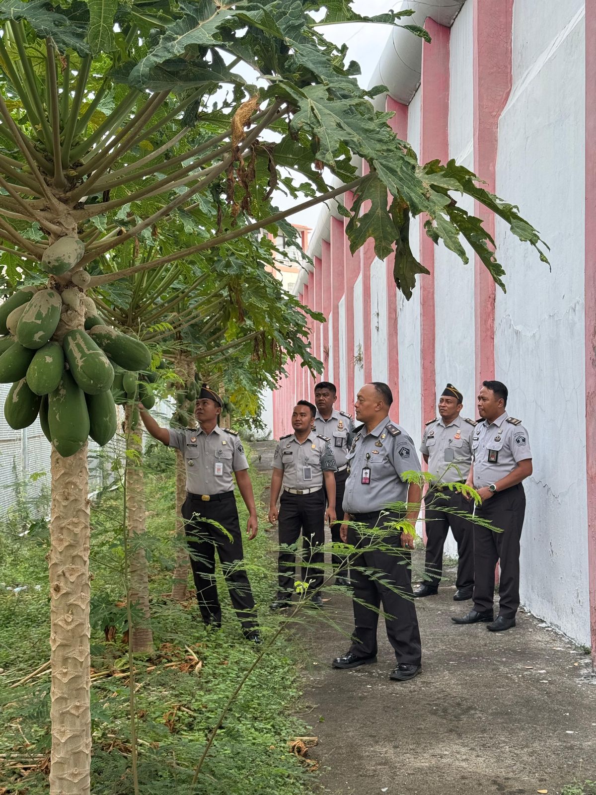 Dukung Ketahanan Pangan Nasional, Lapas Narkotika Kelas IIA Pamekasan Kanwil Kementerian Imigrasi dan Pemasyarakatan Jatim Gelar Kontrol ke Kebun untuk Pantau H