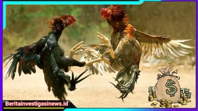 Maraknya Judi Sabung Ayam Kedungpring Lamongan Kian Merajalela, Apa Tindakan Kapolres ? 
