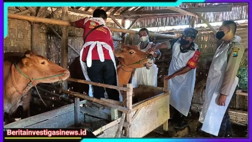 Polres Sampang Dukung Pemkab Atasi PMK Hewan Ternak