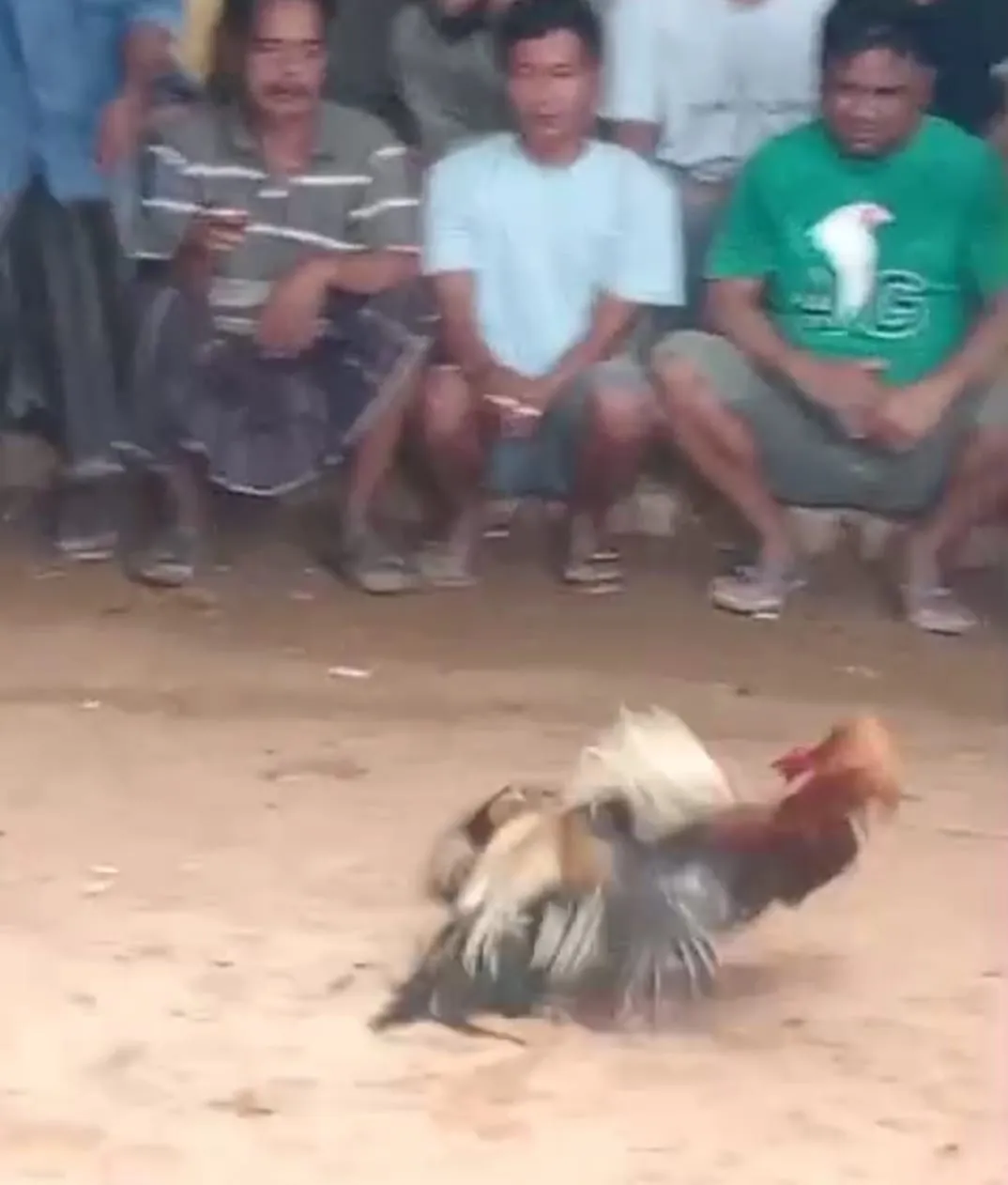 Arena Judi Sabung Ayam di Kokop Semakin Ramai, Apakah Kapolres Bangkalan Yang Baru Mampu Menutupnya ?