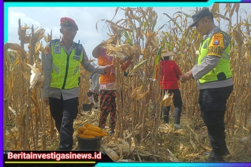 Dorong Produksi Pangan, Pak Bhabin Bantu Petani Bojonegoro Panen Jagung