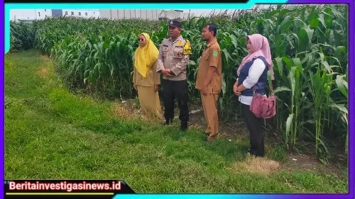 Kolaborasi Polres Pasuruan Kota dan Gapoktan Ubah Lahan Kering 9,7 Hektare Jadi Ladang Jagung Yang Subur