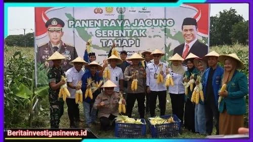Dalam Rangka Swasembada Pangan, Polres Pelabuhan Tanjung Perak Ajak Mahasiswa Panen Jagung di Tambak Wedi