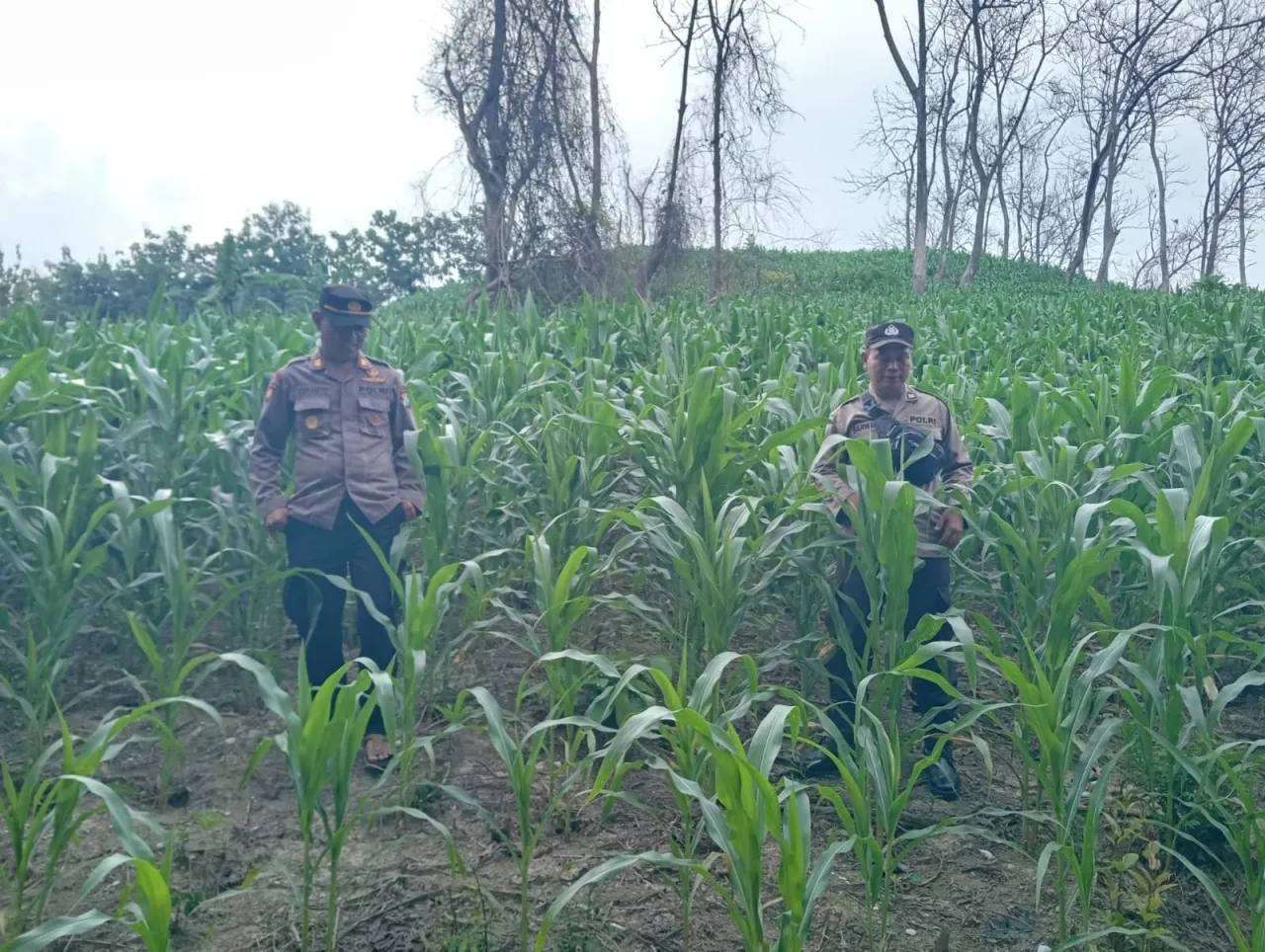 Tanam Jagung Lagi, Polres Nganjuk Wujudkan Ketahanan Pangan Berkelanjutan