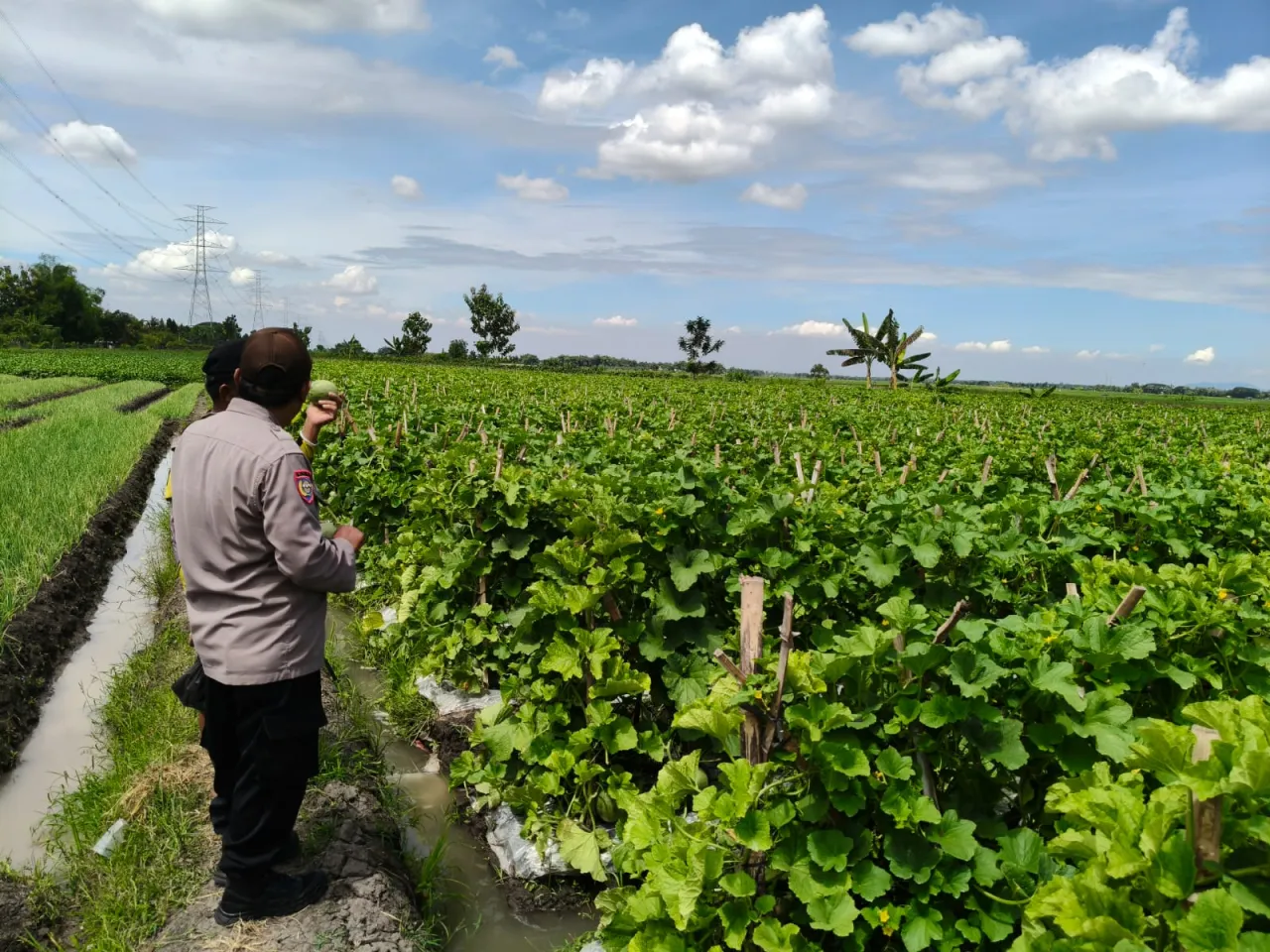 Pemantauan Tanaman Melon, Polres Nganjuk Dukung Ketahanan Pangan di Wilangan