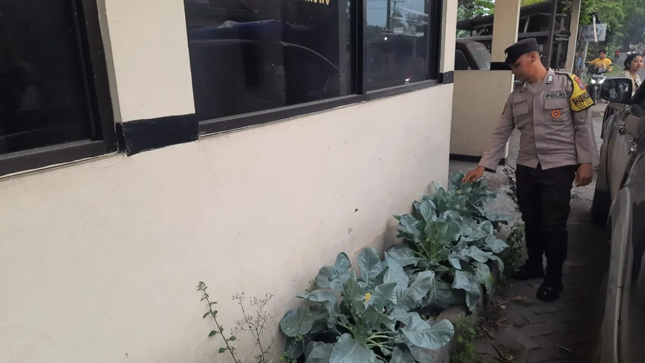 Polsek Patianrowo Pantau Perkembangan Tanaman Sayur Dukung Ketahanan Pangan