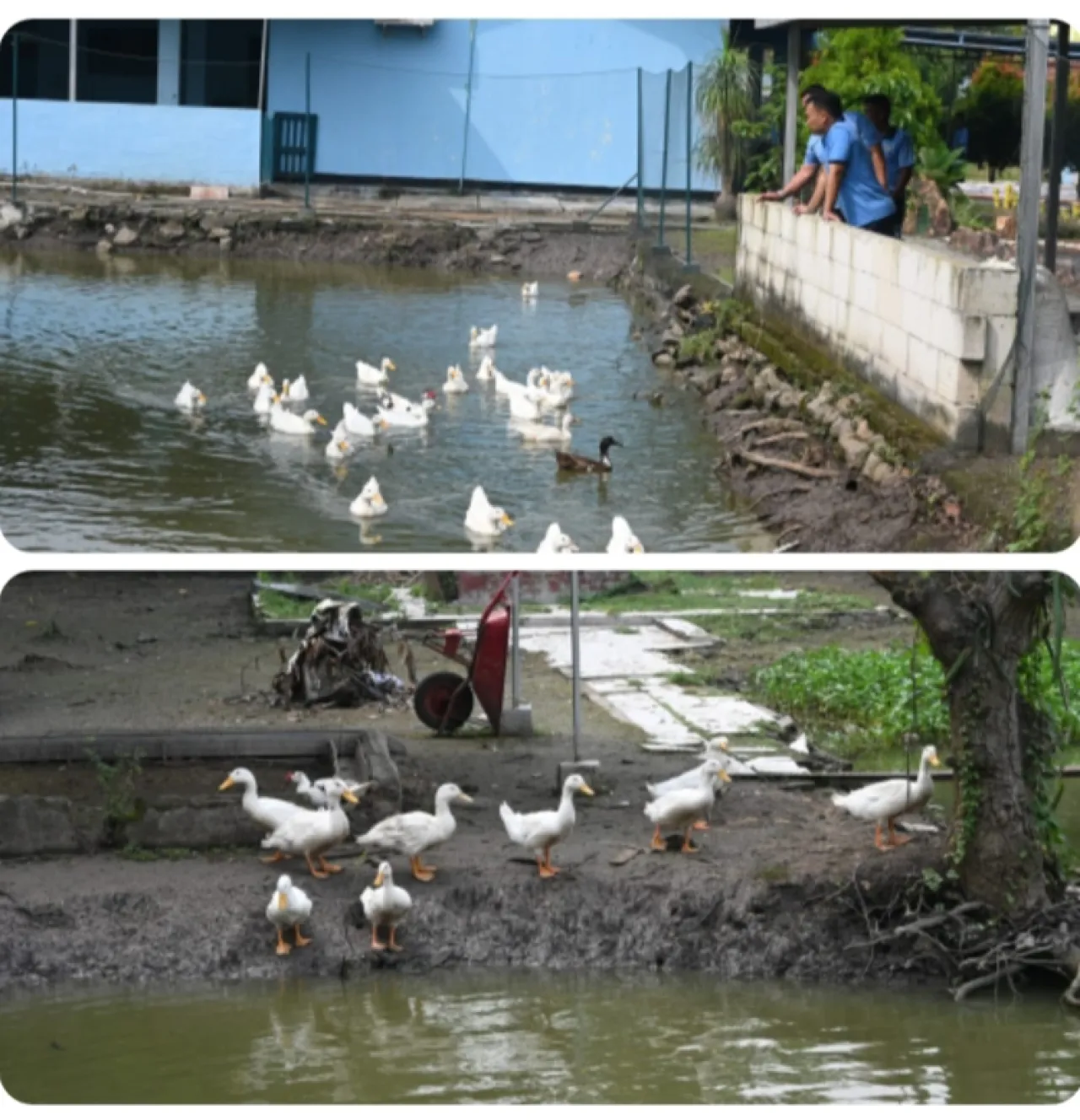 Lanud Muljono Panen Bebek, Wujud Nyata Ketahanan Pangan