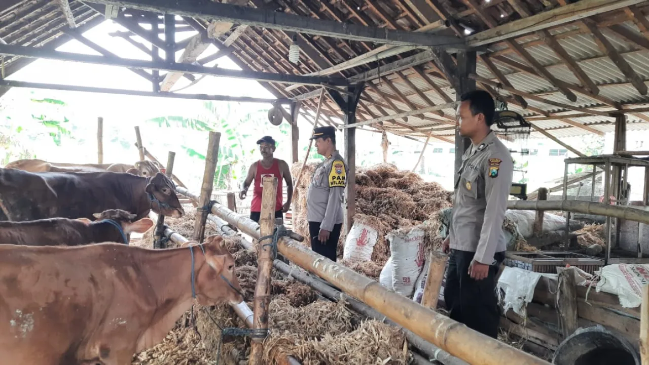 Manfaatkan Pekarangan, Polsek Patianrowo Dorong Ketahanan Pangan Lewat Peternakan Sapi