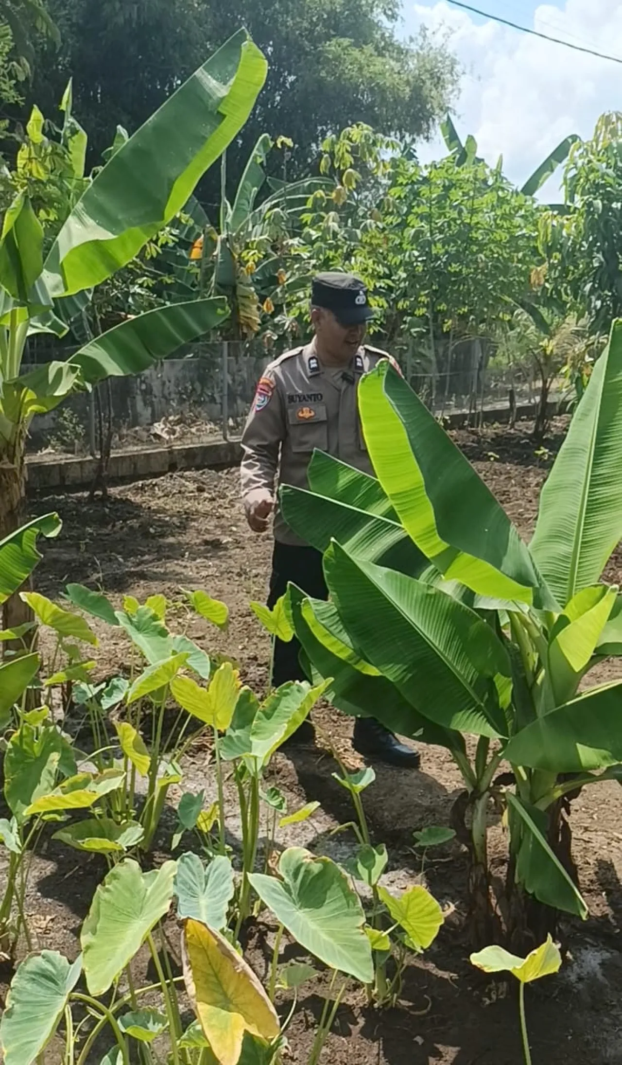 Bhabinkamtibmas Gondang Pantau Lahan Pekarangan Bergizi di Senjayan