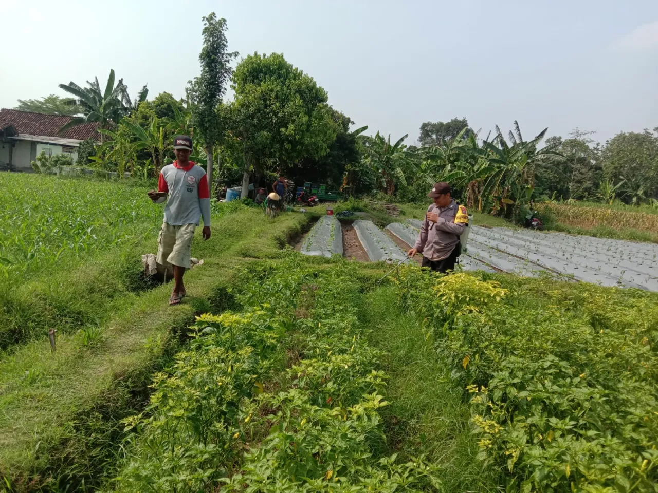 Polsek Ngronggot Dorong Ketahanan Pangan Lewat Pemanfaatan Lahan Cabe di Dadapan