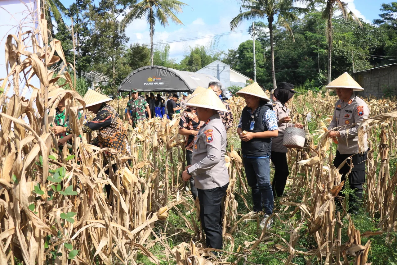 Polres Malang Panen Raya Jagung Dukung Ketahanan Pangan Nasional