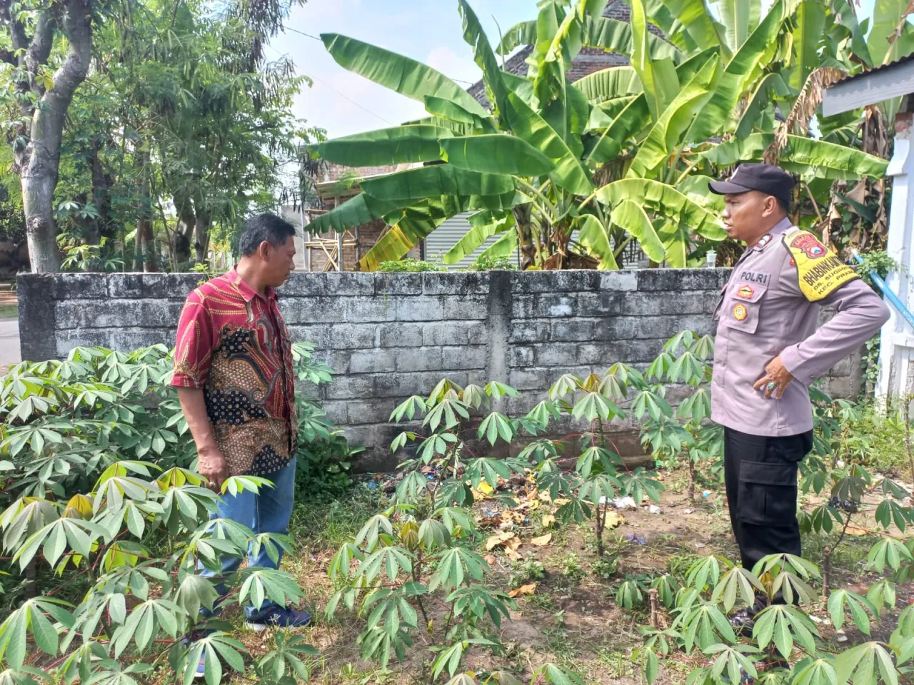 Optimalisasi Pekarangan, Warga Sugihwaras Dukung Ketahanan Pangan Lewat Tanaman Singkong