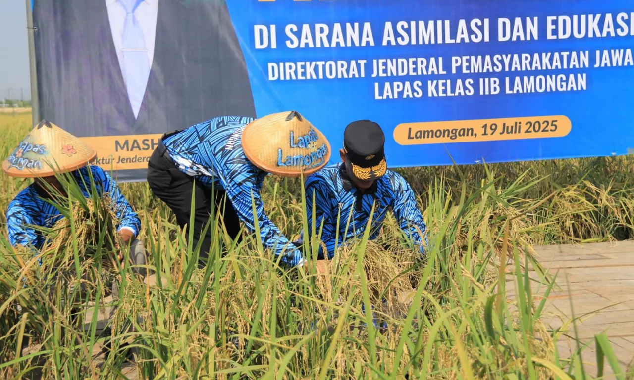 Panen Raya di SAE Lapas Lamongan, Kakanwil : 10 Ton Padi dari Pemasyarakatan Jawa Timur