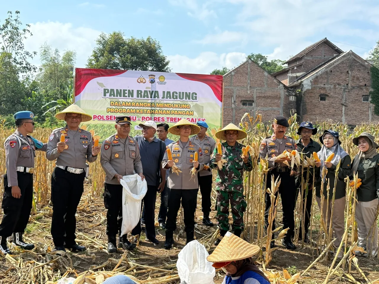 Menuju Swasembada Pangan, Kapolres Trenggalek Bersama Warga Panen Raya Jagung
