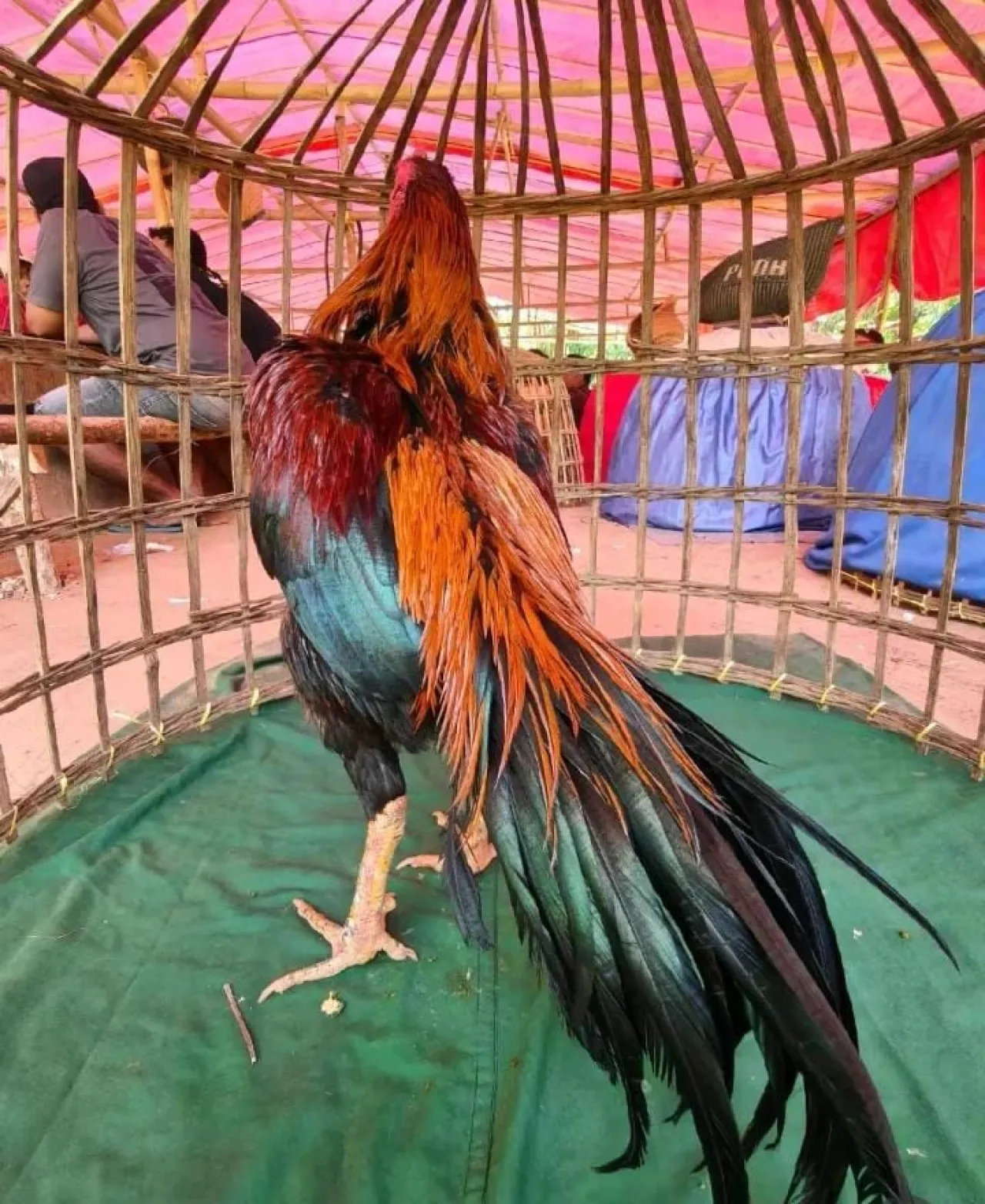 Aktivitas Perjudian Sabung Ayam di Wilayah Sumenep Desa Campor Sangat Meresahkan Warga, Aparat Hukum Seakan Menutup Mata