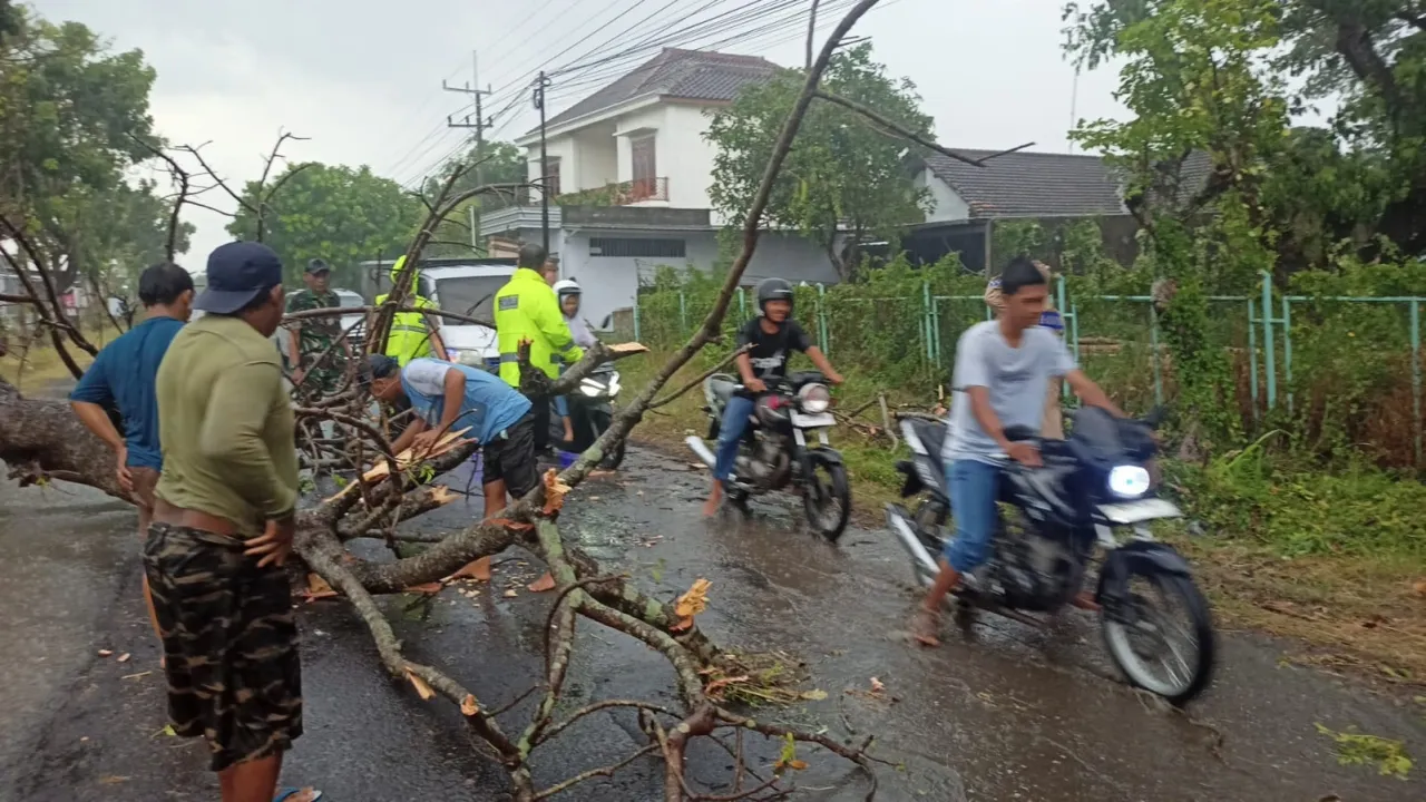 Polisi Sigap Tangani Pohon Tumbang di Jalan Raya Rejoso