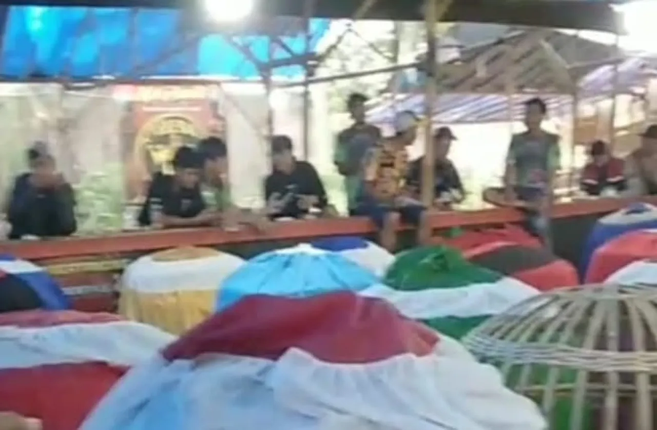Lapor Kapolda Jatim Kok Diam, Event Besar Puluhan Juta Sabung Ayam di Balung Jember Digelar