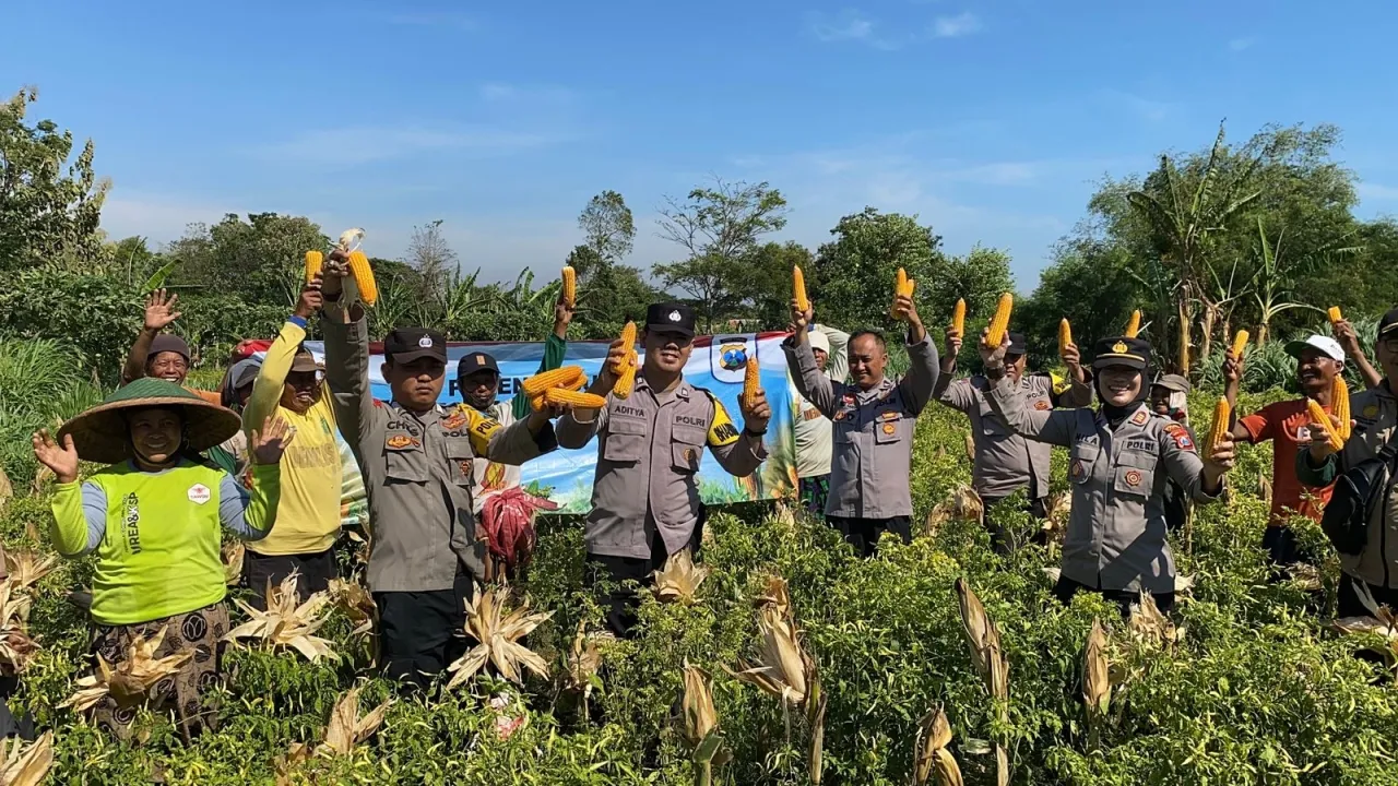 Wujudkan Program Ketahanan Pangan Polres Probolinggo Bersama Kelompok Tani Panen Jagung di Bantaran