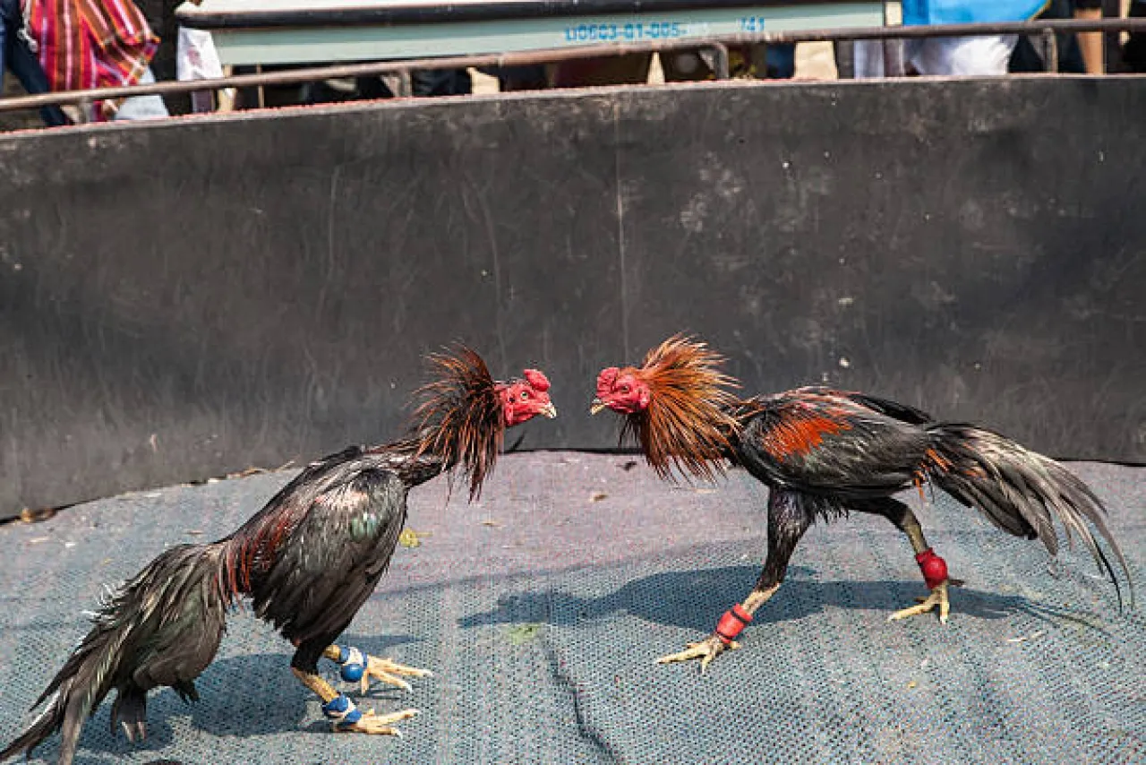 Wisata Arena Perjudian sabung Ayam dan Dadu Bondowoso Semakin Meningkat; Terimakasih Bapak Kapolres