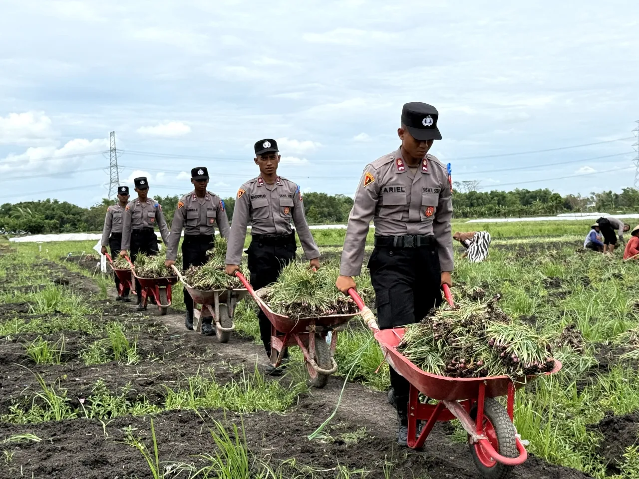 Live In' : Siswa Diktukba SPN Polda Jatim Bantu Petani Bawang Merah di Nganjuk