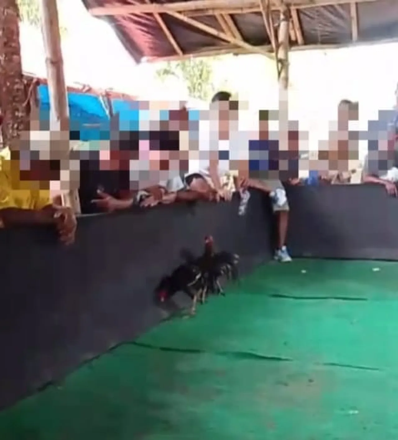 Sempat Tutup Perjudian Sabung Ayam di Karang Duren, Balung Jember, Kini Beraktivitas Kembali