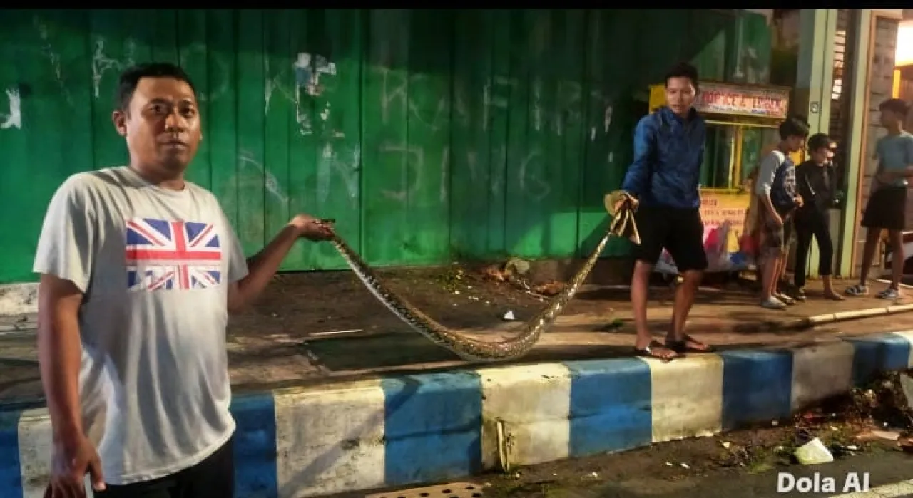 Ular Sawah 3 Meter Gegerkan Warga Sampang Madura