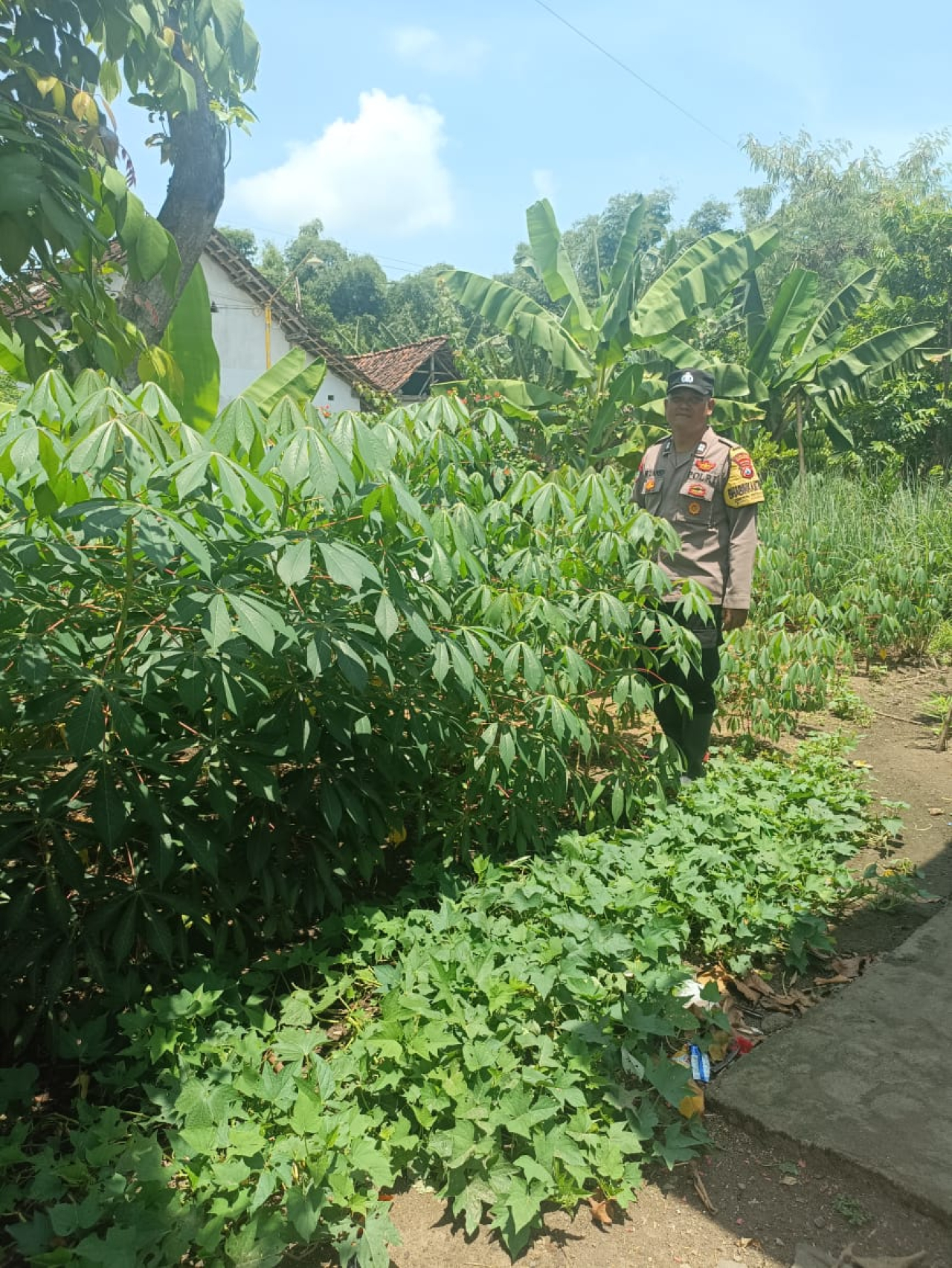 Bhabinkamtibmas Gondang Pantau Kebun Singkong Warga Dukung Ketahanan Pangan
