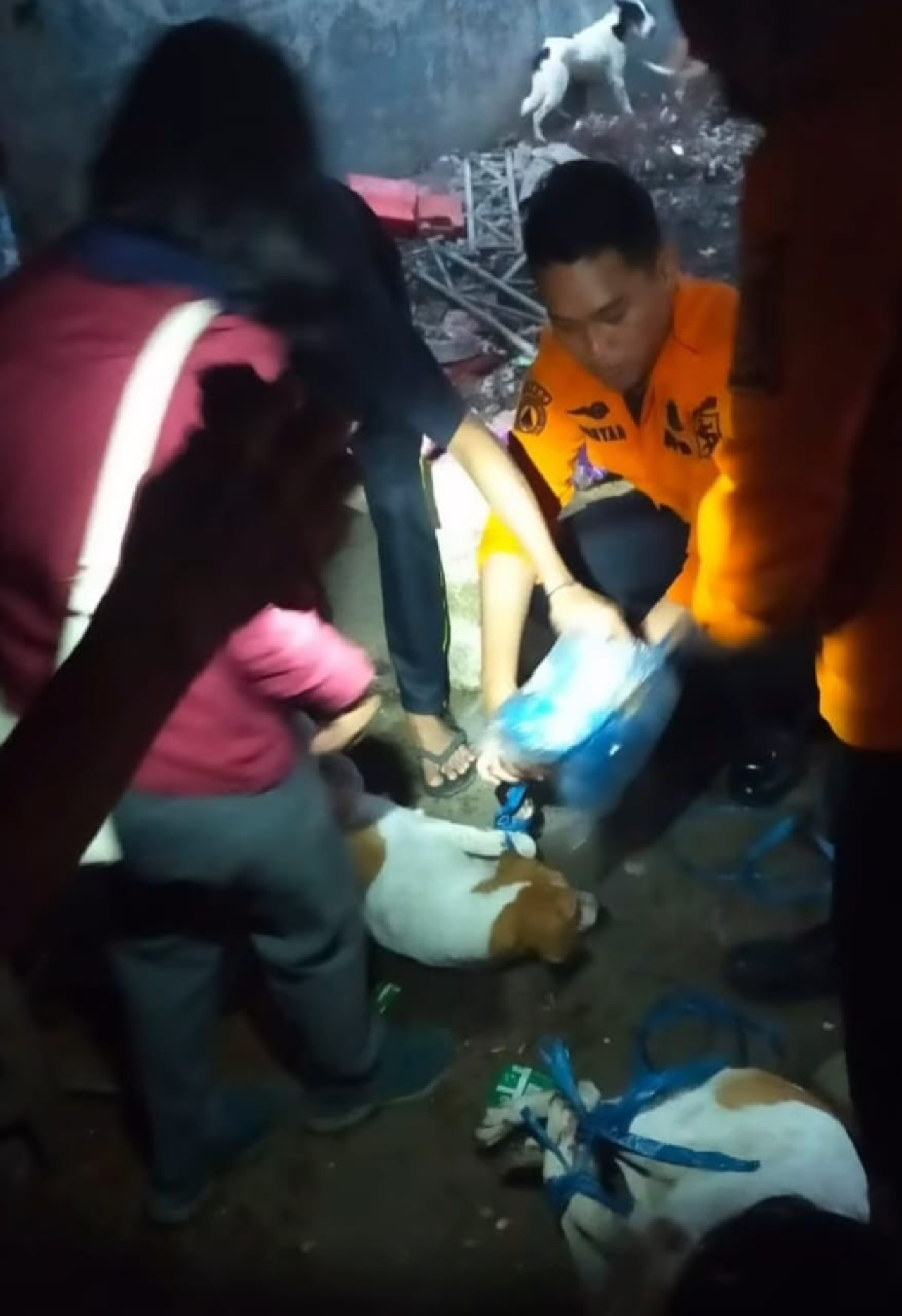 Sembilan Ekor Anjing Peliharaan Berhasil Dievakuasi di Jalan Rungkut Harapan
