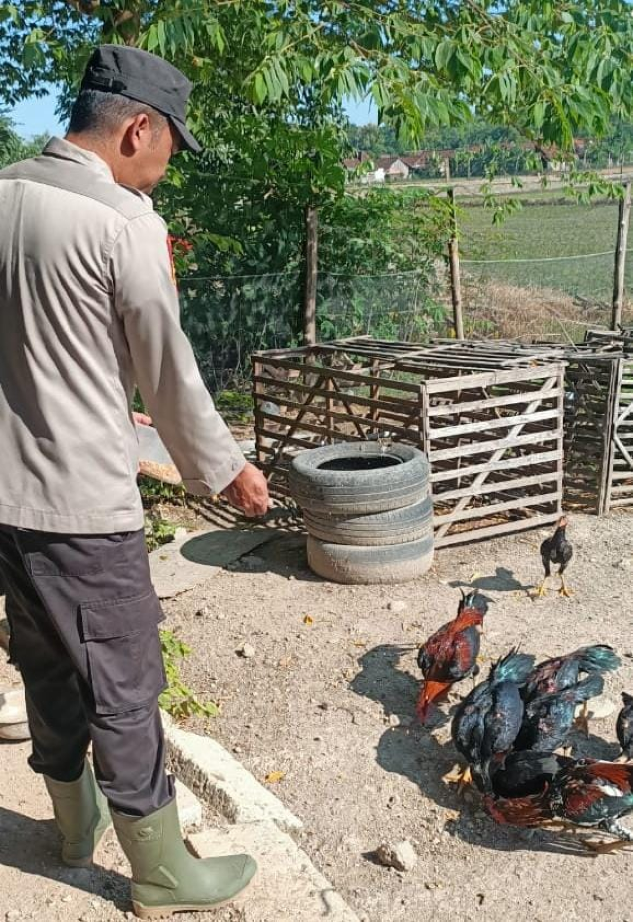 Bhabinkamtibmas Polsek Lengkong Pantau Lahan Pekarangan Ternak Ayam di Desa Balongasem