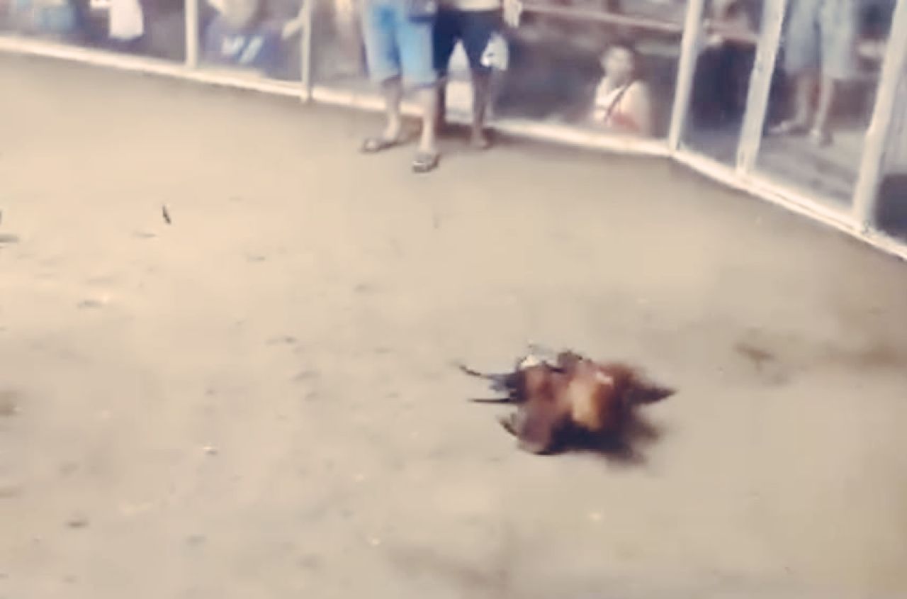Lokasi Sabung Ayam "Felt Kaca" Di Kayuwatu Manado