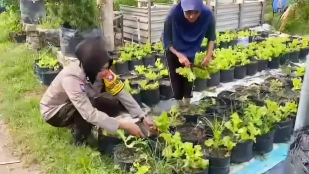 Pomosda Dukung Ketahanan Pangan Lewat Pemanfaatan Lahan Pekarangan