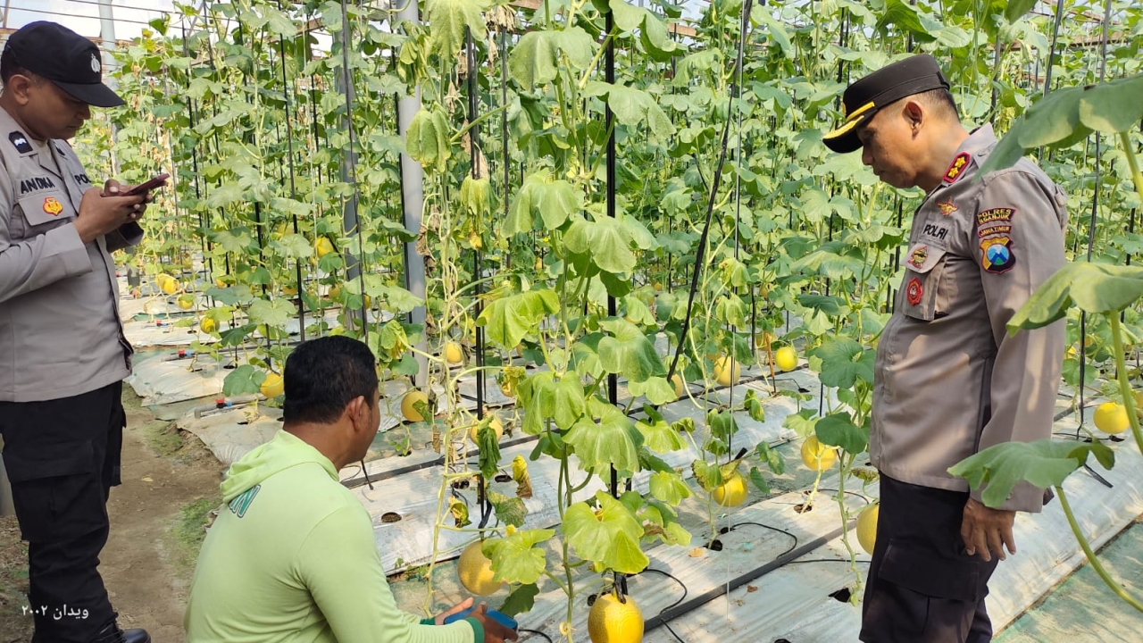 Budidaya Melon ala Green House Jadi Inspirasi, Kapolsek Warujayeng Beri Dukungan 
