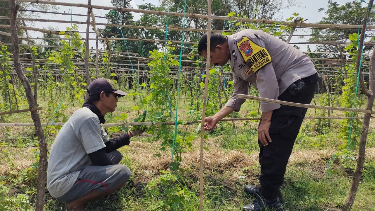 Pemanfaatan Lahan Pekarangan di Desa Sidoharjo Dukung Program Ketahanan Pangan