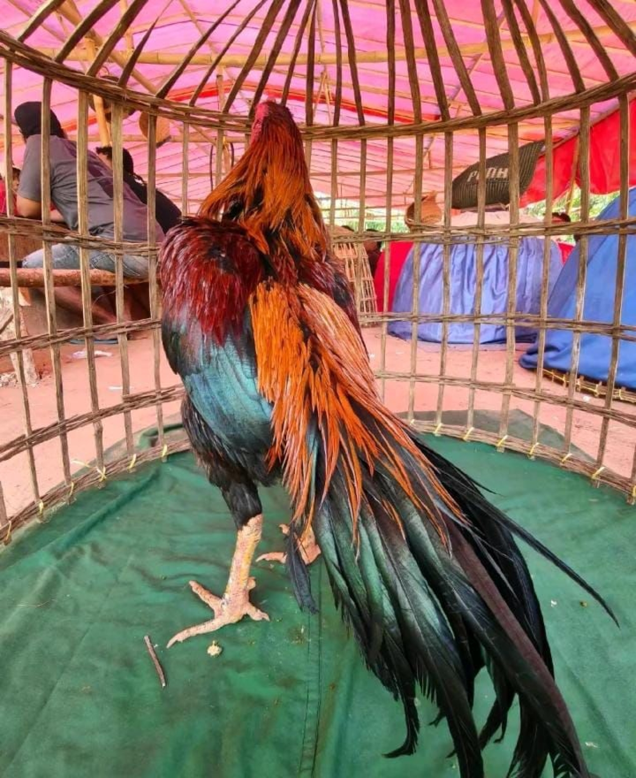 Aktivitas Perjudian Sabung Ayam di Wilayah Sumenep Desa Campor Sangat Meresahkan Warga, Aparat Hukum Seakan Menutup Mata