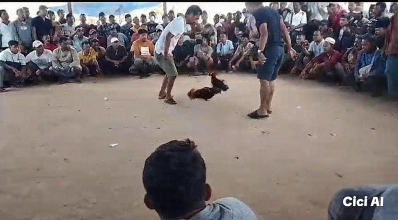 Kembali Marak Aktifitas Perjudian Sabung ayam taji di Desa Bira Tengah Sokobanah Sampang Seakan Tidak Kapok Beroperasi