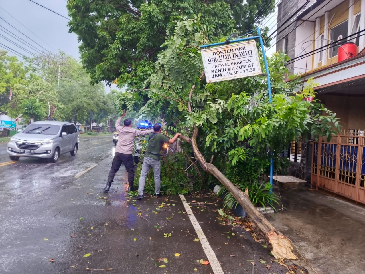 Dua Pohon Tumbang Akibat Angin Kencang diSertai Hujan Deras