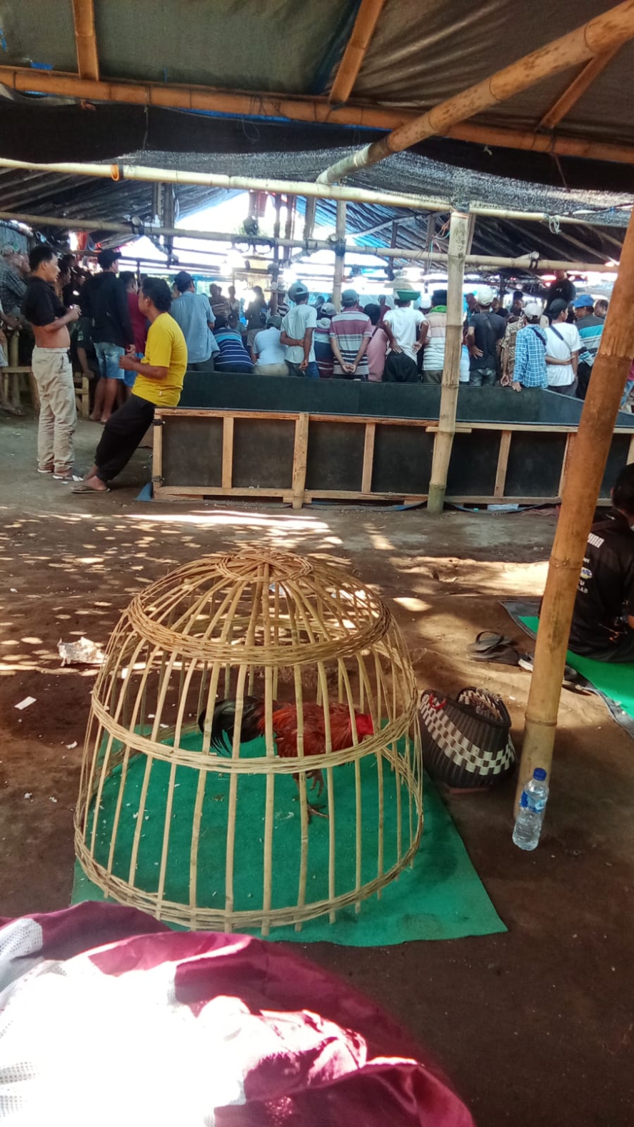 Judi Sabung Ayam Selok Pasirian di Biarkan Oleh APH Polres Lumajang, Diduga Pengondisian Mengalir ke Oknum Aparat