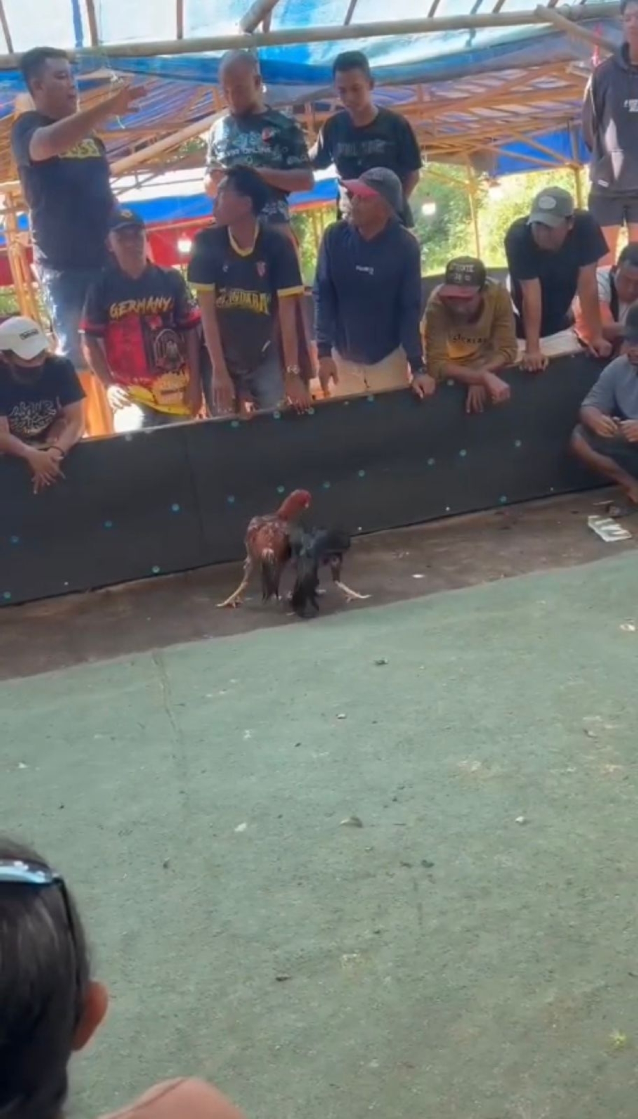 Adu Ayam Terbuka dengan Hadiah Menggiurkan, Bukti Lemahnya Pengawasan