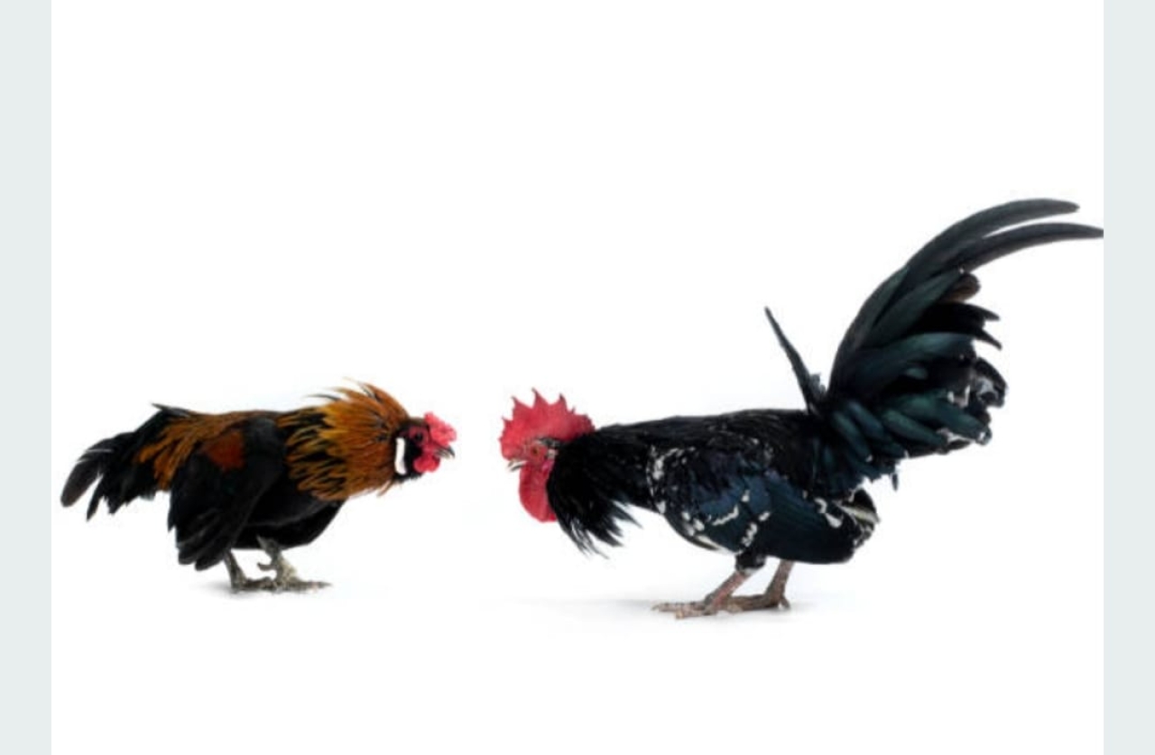 Ketua Umum KWI Sayangkan Judi Sabung Ayam di Wuluhan Jember Tak Tersentuh Aparat