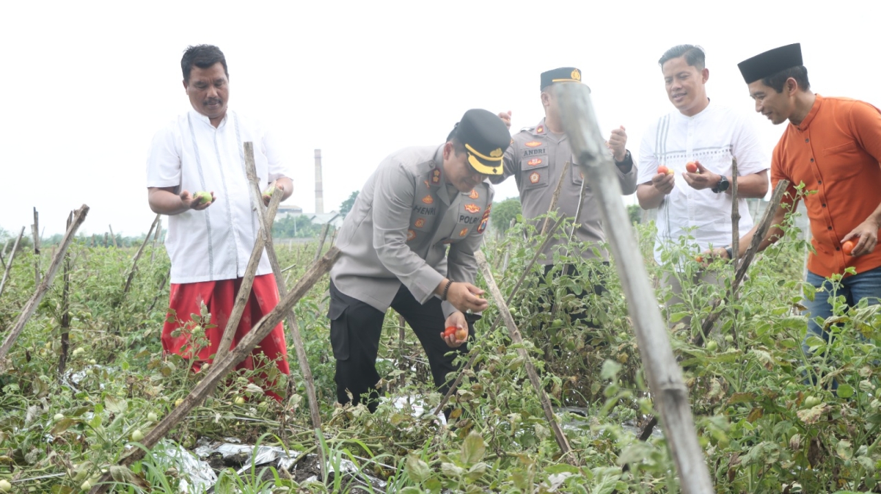 Kapolres Nganjuk Tinjau Panen Raya Tomat Dukung Program Ketahanan Pangan dan MBG