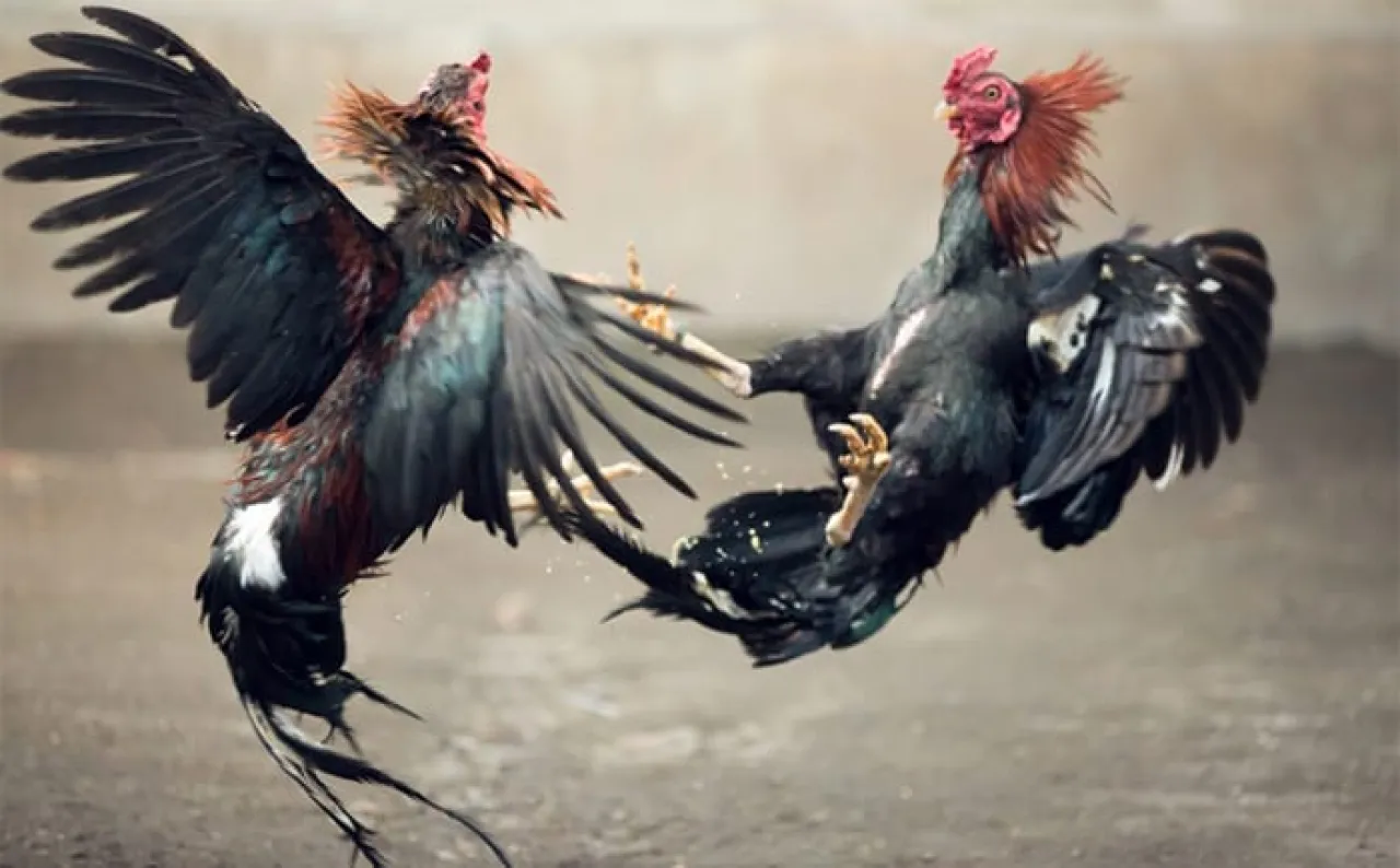 Diduga Dapat Atensi Dari Bos Kalangan Sabung Ayam dan Dadu, Polsek Ranuyoso Takut Bubarkan Perjudian