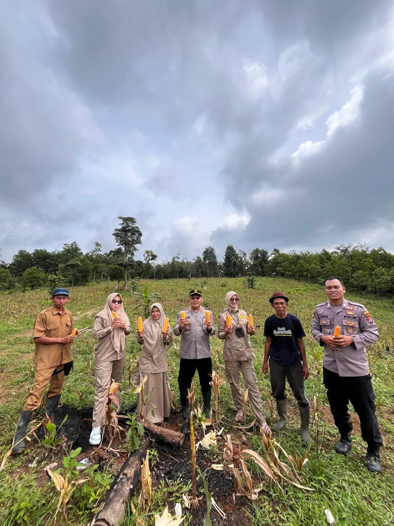 Panen Jagung Hibrida Poktan Mekar Harapan Desa Sukajadi Berjalan Sukses