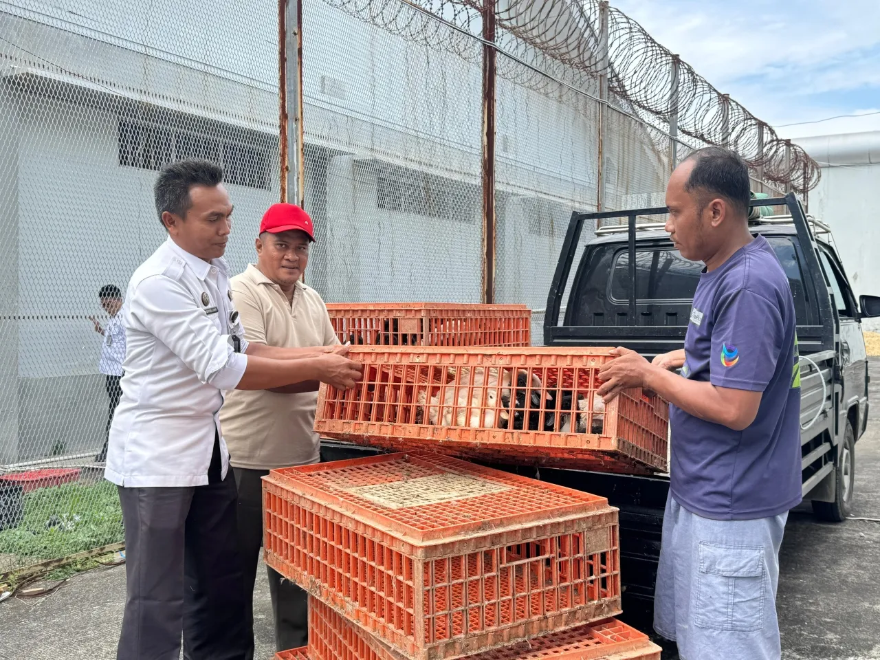 Dukung Ketahanan Pangan, Lapas Narkotika Pamekasan Tambah 100 Bibit Bebek Pedaging