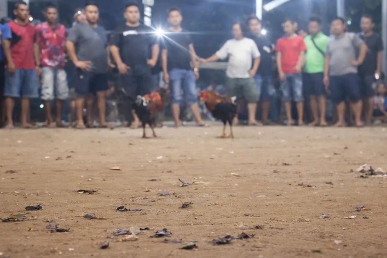 Sabung Ayam Kembali Beroperasi di Kayuwatu, Pala Ating Dinilai Tantang Kapolda Sulut dan Hukum Negara