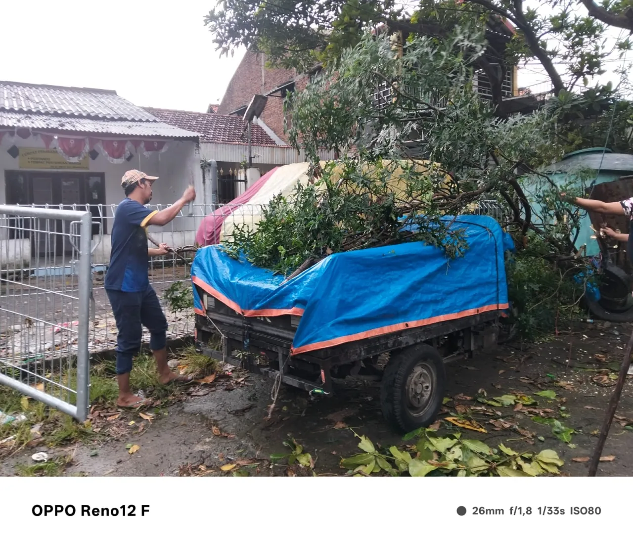 Akibat Hujan Disertai Angin Kencang Tumbangkan Pohon, Menimpa Mobil Pick up di Wonocolo Taman Sidoarjo